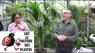 Conseil jardinage Entretien et arrosage du palmier kentia Howea Plante verte dintérieur [upl. by Bella41]