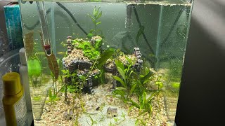 Guppy endler hybrid crossbreed fish tank no filter hybridguppy kaofw fish [upl. by Kemme]