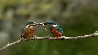 Kingfisher juvenile begging for food at RSPB Rainham Marshes on 4092024 [upl. by Beaufort372]