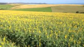 Excellent crop of yellow lupins in Cornwall [upl. by Gambell684]