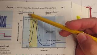 Absolute and Relative Refractory Periods [upl. by Ardnekal]