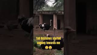 Ostriches started running towards after hearing a strange noise 😆😯😲 funny birds shorts animals [upl. by Dorina982]