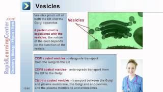 Rapid Learning Cell Biology  Cellular Structure and Function [upl. by Brandenburg793]