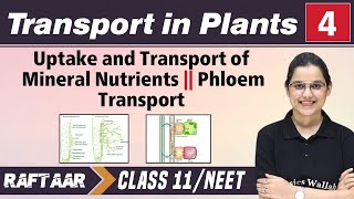 Transport in Plants 04  Uptake and Transport of Mineral Nutrients  Phloem Transport  Class11 [upl. by Eendyc391]