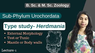 Urochordata  Herdmania  Part1  In Hindi  B Sc amp M Sc  Zoology [upl. by Farnsworth703]