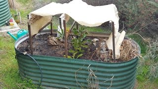 Planting Waratah Cuttings [upl. by Esorbma995]