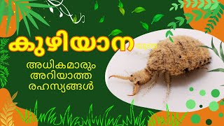 കുഴിയാന  The Fascinating World of Antlions Unveiling the Secrets of their Larvae [upl. by Fraase]