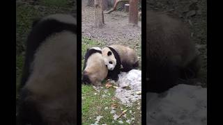 panda aventurero 🐼😂🤣 funny funnyanimals funnypanda animals animallover shorts [upl. by Madison]