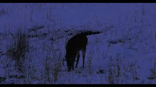 Nice buck feeding during a late season deer hunt on a cold snowy day [upl. by Harle]