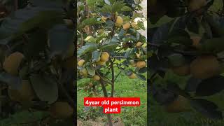 4year old Persimmon plant 9816757642 fruitplantnursery persimmonfruit applefarm [upl. by Rexana]