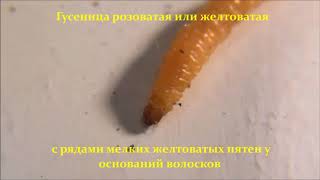 ФИТОФАГИ Мельничная огневка  Ephestia kuehniella [upl. by Acenahs]