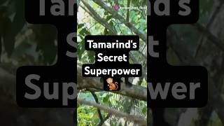 Fact Of Tamarinds Secret Superpower 🐒 animals facts trivia [upl. by Brine]