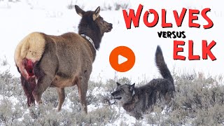 Wolves Take Down Elk in Lamar Valley  Yellowstone National Park Wildlife Photography [upl. by Bourque515]