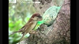 Birdgardening  Passero europeo Passer domesticus  House Sparrow [upl. by Erodoeht]