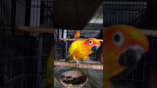 Sun Conure parrot family birds parrot sunconure sunconureparrot chirindprind [upl. by Anni]