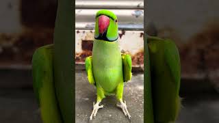 Talking Parrot Mithu Ay Mithu cute parrot youtubeshorts talkingparrot shorts new Clear Voice [upl. by Brandice]