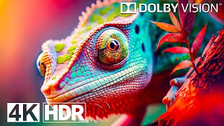 Best of 4K HDR Video ULTRA HD 120 FPS  Dolby Vision Demo [upl. by Tiphane]