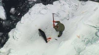 2014 Canadian Seal Hunt Exposed [upl. by Crandell542]