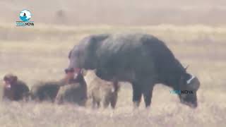 Hyenas Eating Buffalo in Africa  Hyena Eats Alive  Vega Nova [upl. by Staffan]