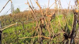 Taille de la vigne  ADEFA Charente [upl. by Castro682]