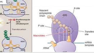 Macrolides190420 [upl. by Ahsiya]