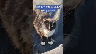 야간 근무 마치고 코코 데리고 나비냥 이 아침주러가요 [upl. by Earazed]