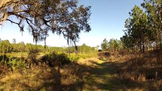 Hiking in Seminole State Forest [upl. by Lenzi]