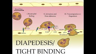 L217 Extravasation Diapedesis Understanding the Molecular Mechanisms Part 2 [upl. by Noirad]