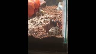 My hermit crab changing shells  WHY IS HIS BUTT SO WHITE crab hermitcrabs dumptruck shells [upl. by Stanwood]