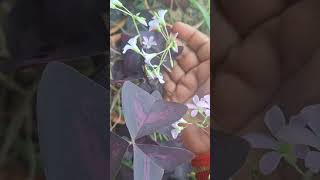 Oxalis Triangularis Plant beautiful flowersleaves cutegardeningshortscreativesweethome ❤️🤗🥰🎉 [upl. by Ezechiel329]