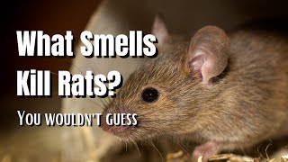 What Smells Kill Rats  The Walled Nursery [upl. by Brodie93]