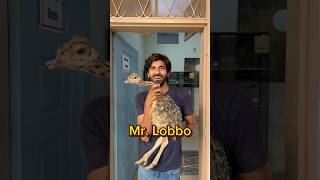 Mr Lobbo P4 shorts viral wildlife ostrich ostrichbird [upl. by Yeuh]