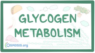 Glycogen metabolism [upl. by Ahteral]