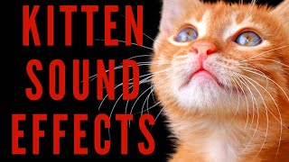 KITTEN SOUND EFFECTS  Kitten Meowing [upl. by Alyehc]