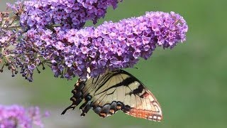 Butterfly Bushes  How To Prune to produce beautiful foliage [upl. by Ruhtracam]