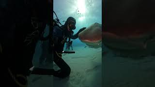 Diver Visits His Tiger shark Friend [upl. by Siegel363]