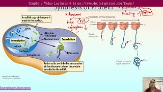 Mechanism of Sorting and Regulation in Intracellular Transport  CSIR Life Sciences [upl. by Filippo]