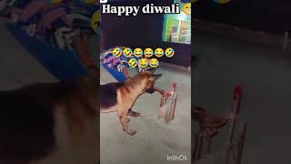 Diwali to 🐕 ne bhi mna li 😂🤣diwalispecial doglover [upl. by Mesics]