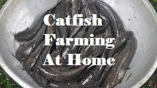 Starting a small catfish Clarias batrachus farm at home [upl. by Merri663]