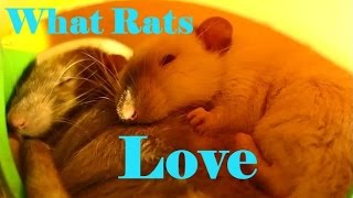 10 Things my Pet Rats love to do [upl. by Eilrak]