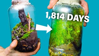 I Made a Free Terrarium 1814 Days Ago How Is It [upl. by Haropizt]