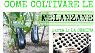 COME COLTIVARE LE MELANZANE  La semina in semenzaio [upl. by Rdnaskela260]