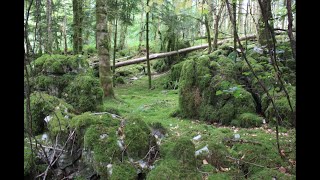 Vestiges de Dolmens à Alaise Part 2 [upl. by Wootan]