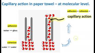 Capillary Action explained [upl. by Furnary]