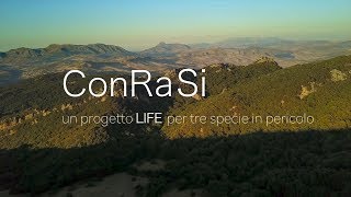 Conservazione dei Rapaci in SiciliaLIFE ConRaSi  Aprile 2018 [upl. by Westberg941]