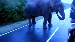 Elephant in ButtalaKataragama Road [upl. by Connell]