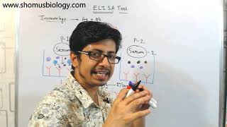 ELISA test procedure  what is elisa assay [upl. by Fasto811]