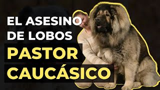 ¿EL ASESINO DE LOBOS Conoce al PASTOR CAUCÁSICO OVCHARKA [upl. by Ynnal847]