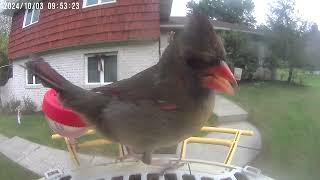 Daily Birdwatching  Netvue Birdfy Birdfeeder Cam  October 3 2024 [upl. by Puri502]