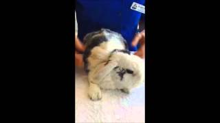 Home Care Series 6 Petrissage Massage for your Rabbit [upl. by Deck]